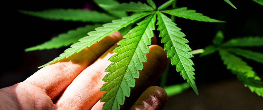 Kenevir Yetiştiriciliği